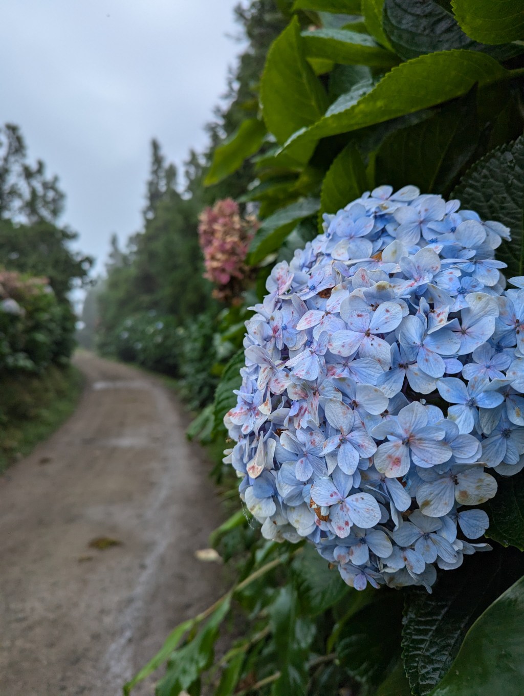 Hydrangea